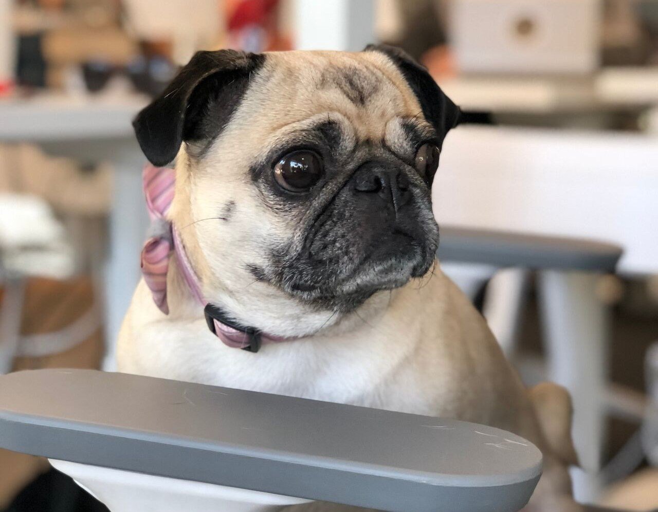 Home-Advisor-Opendoor-dog